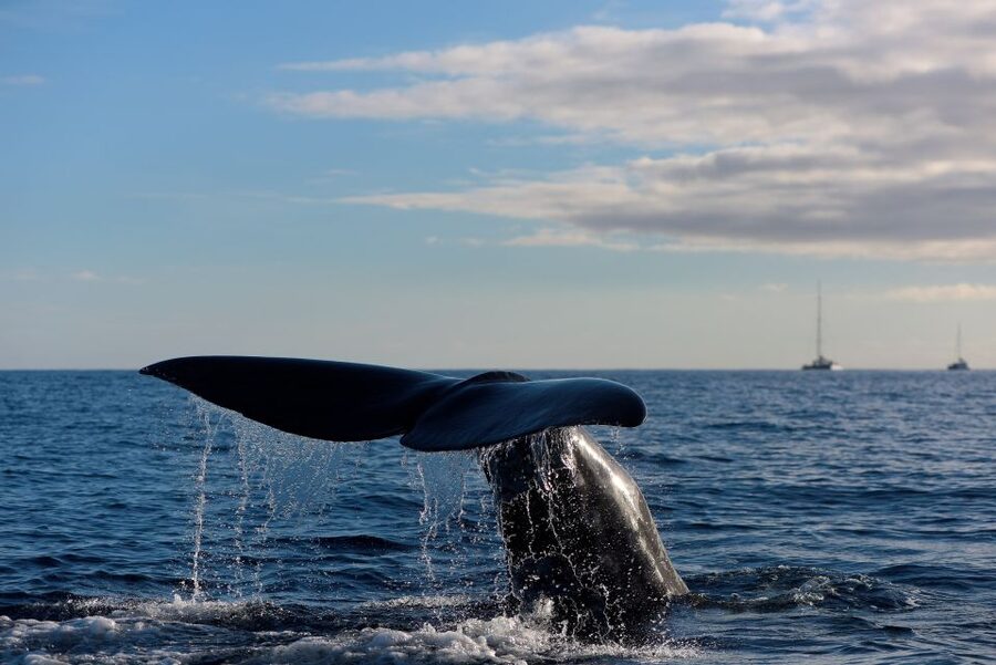 From Machico: Madeira Whale and Dolphin Watching Boat Tour - What you may see beyond dolphins