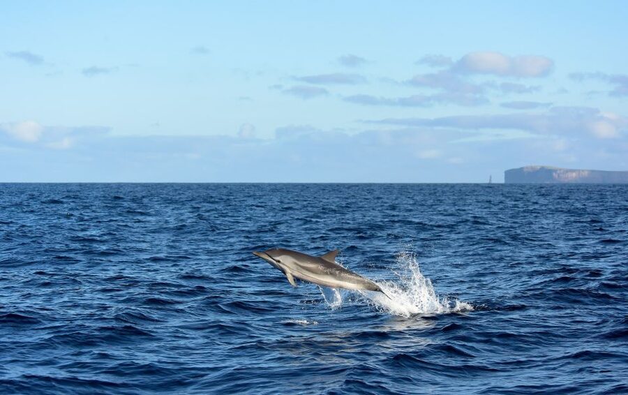 From Machico: Madeira Whale and Dolphin Watching Boat Tour - The careful way to swim with dolphins