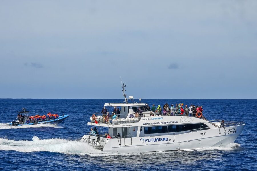 From Ponta Delgada: Whale and Dolphin Watching Trip - Key points at a glance