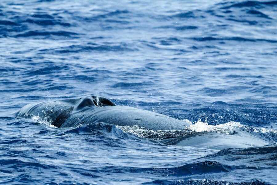 From Ponta Delgada: Whale and Dolphin Watching Trip - Seasickness, clothing, and simple preparation