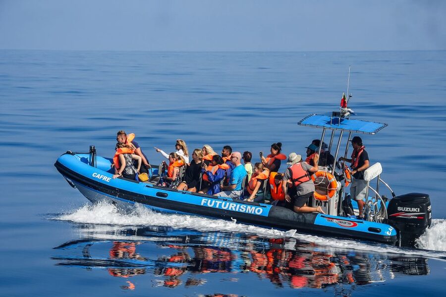 From Ponta Delgada: Whale and Dolphin Watching Trip - Why whale watching works so well in the Azores