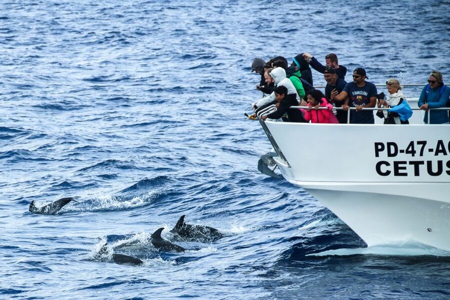 From Ponta Delgada: Whale and Dolphin Watching Trip - The 15-minute briefing is more useful than it sounds