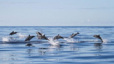 Whale and Dolphin Watching Trip