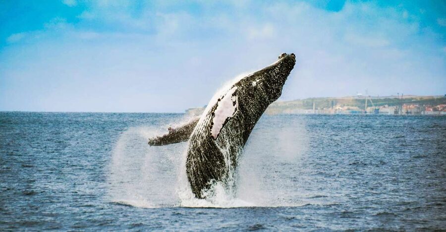 From Ponta Delgada: Whale and Dolphin Watching Trip - Catamaran or Zodiac: choose the boat carefully