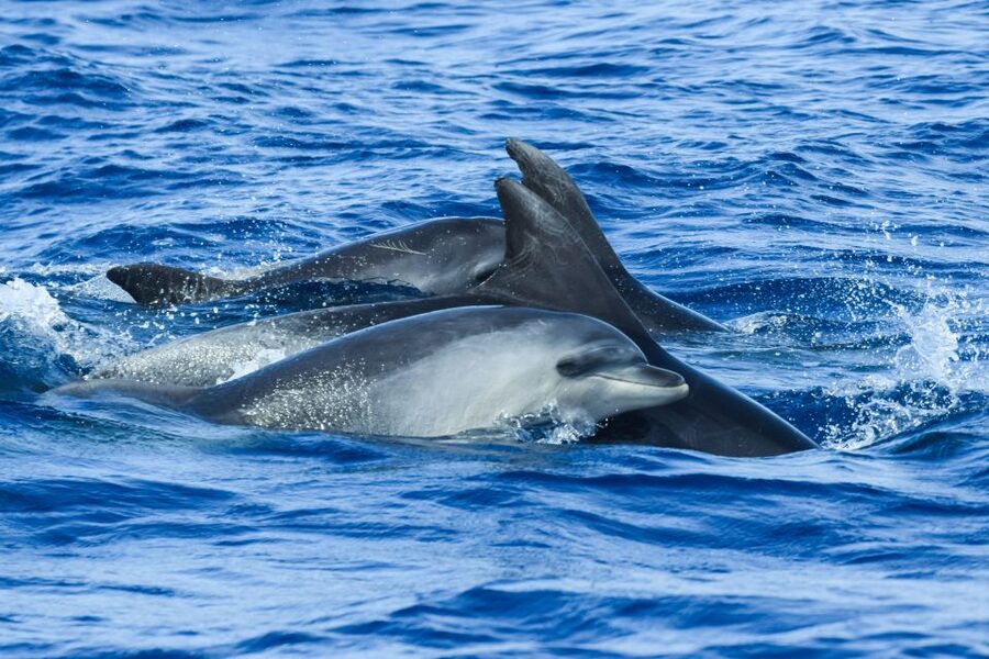 From Ponta Delgada: Whale and Dolphin Watching Trip - Leaving Ponta Delgada for the whale grounds