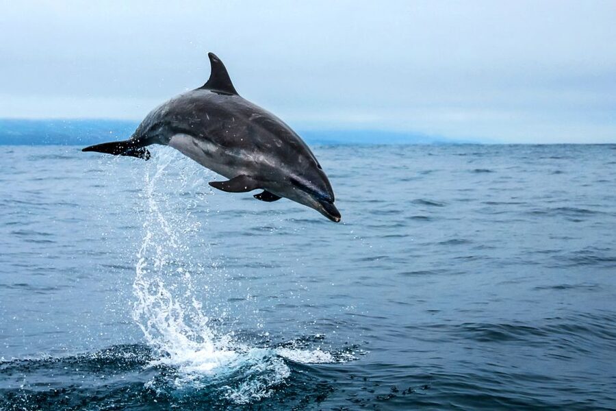 From Ponta Delgada: Whale and Dolphin Watching Trip - What you might see in different seasons