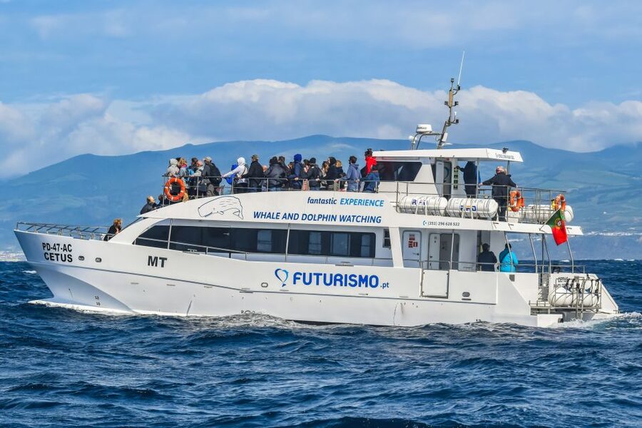 From Ponta Delgada: Whale and Dolphin Watching Trip - The guide and crew make the difference