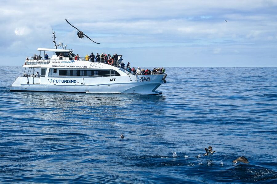 From Ponta Delgada: Whale and Dolphin Watching Trip - How the $82 price holds up