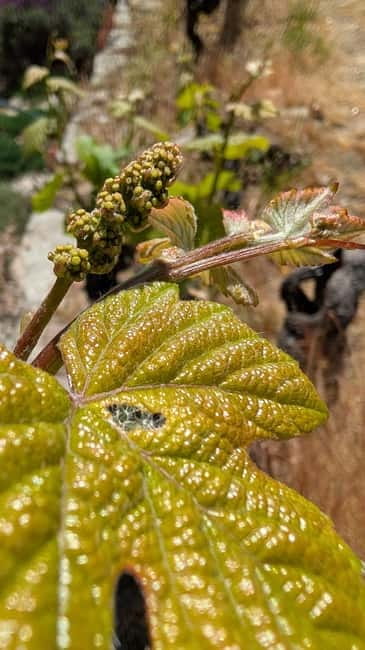 From Porto: 2 Wine Regions, Farm-to-Table Lunch & Boat - Why this Porto wine day works so well
