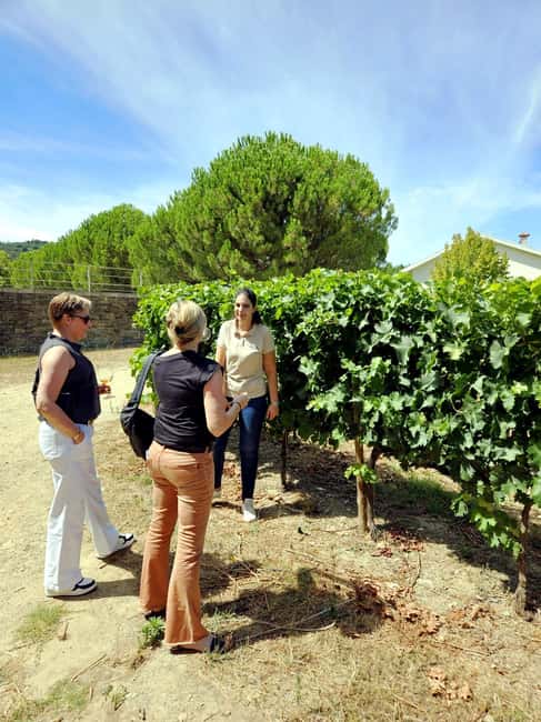 From Porto: Douro Valley 3 Vineyards Tour with Lunch - First vineyard: your introduction to Douro wine