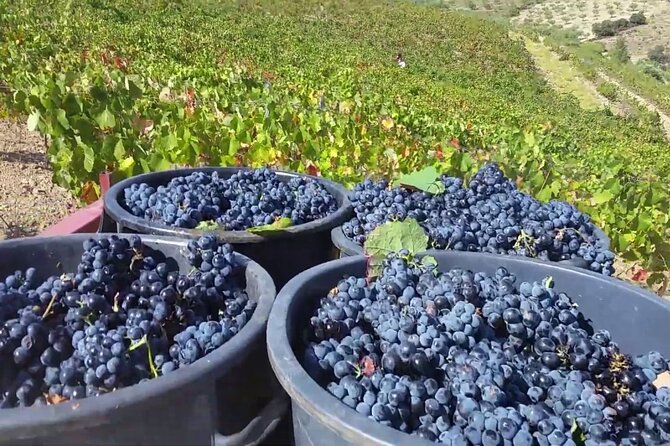 From Porto: Douro Valley Tour with 2 Wineries, Lunch and Cruise - Cruising from Pinhão on the Douro