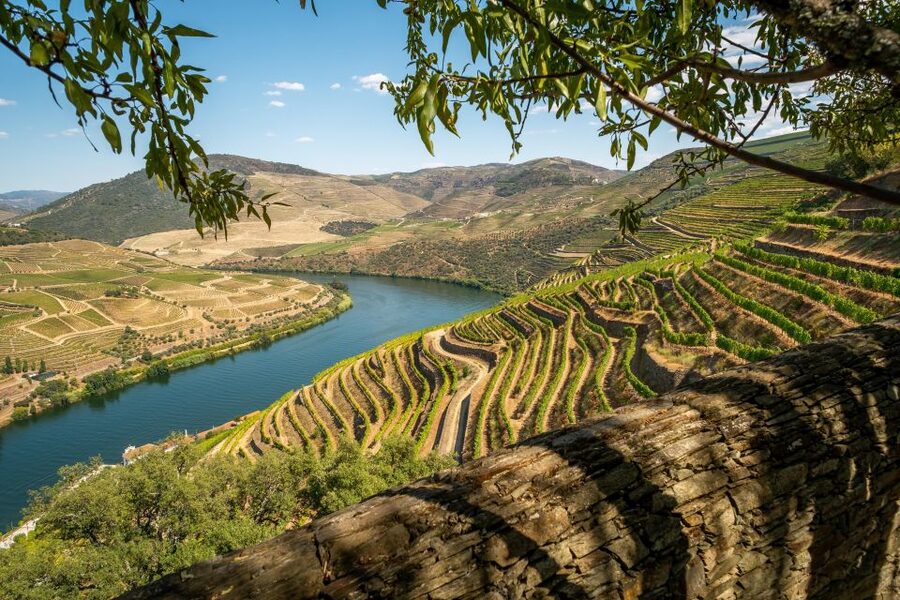 From Porto: Douro Valley Tour with Tastings, Boat & Lunch - The afternoon Port tasting