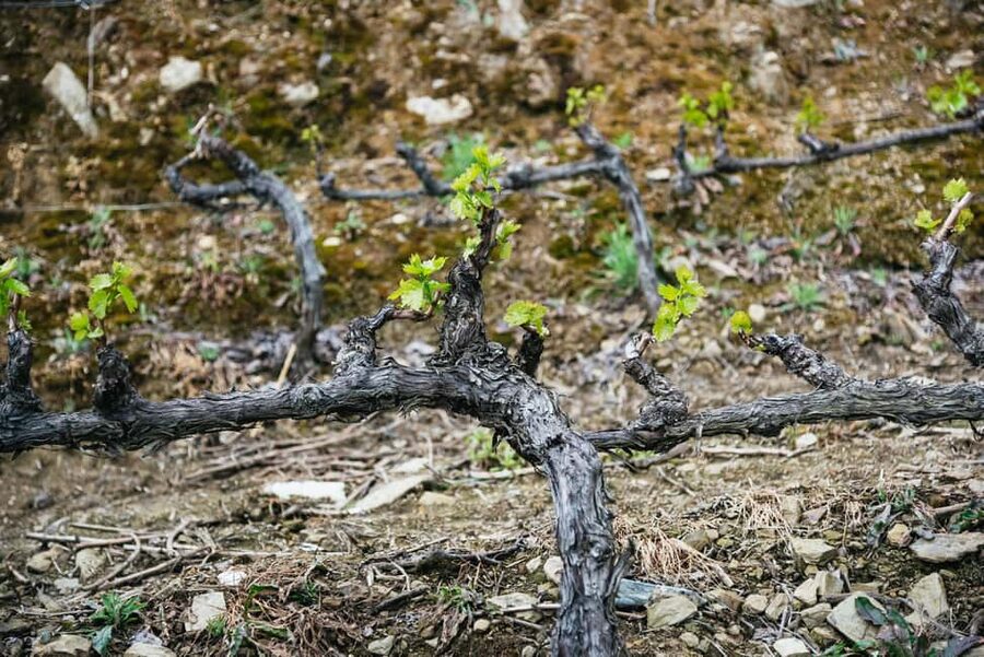 From Porto: Douro Valley Wine Tour with Lunch and Cruise - What the guides add to the experience