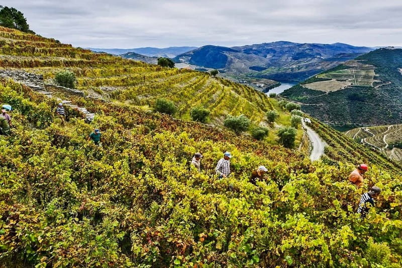 From Porto: Douro Valley with Wineries, Lunch and Boat Trip - What the guide adds to the experience