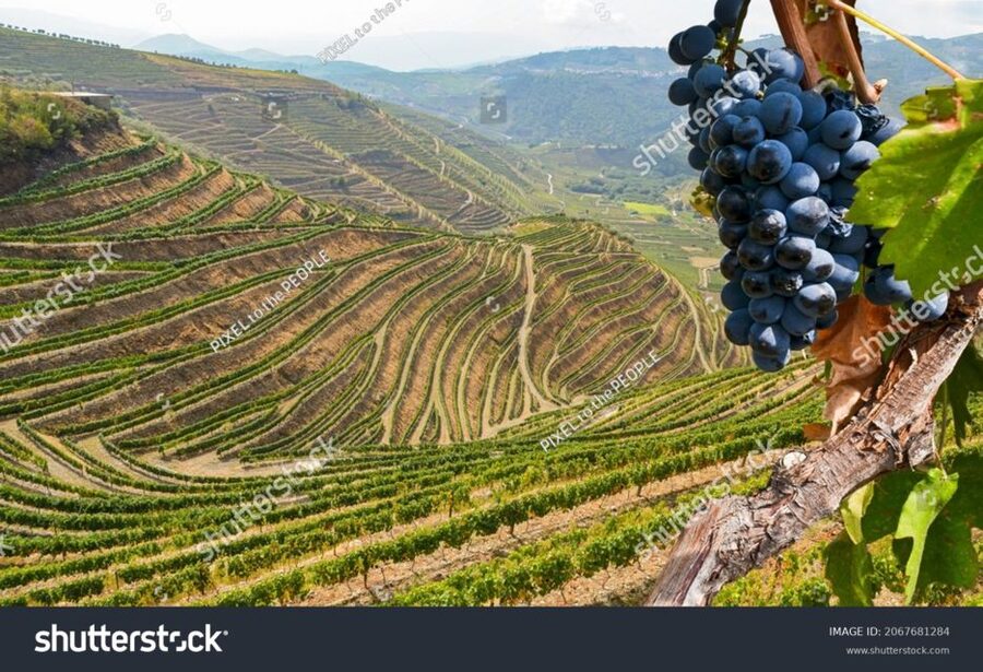 From Porto: Full-Day Douro Historical Tour - Lunch adds real value to a long day