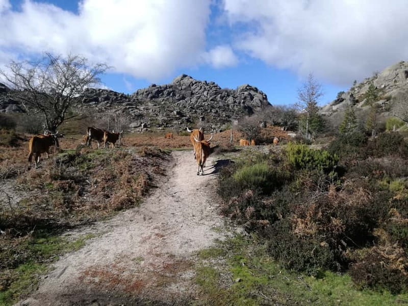 From Porto: Hike, Swim or just Explore Gerês National Park - Quick takeaways for choosing your Gerês day