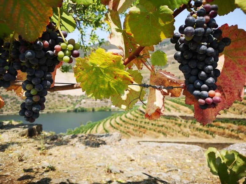 From Porto: Tastings at 2 Wineries, Chef's Lunch & Boat Tour - Eleven tastings, from dry wine to Vintage Port