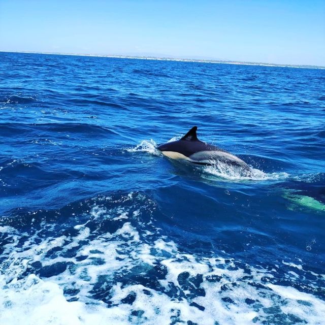 From Vilamoura: 2.5-Hour Benagil Cave and Dolphins Boat Tour - Key points to know before you book