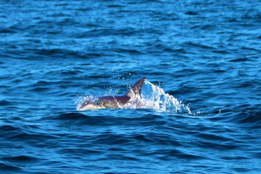 From Vilamoura: 2.5-Hour Benagil Cave and Dolphins Boat Tour - Who will enjoy this Vilamoura boat trip?