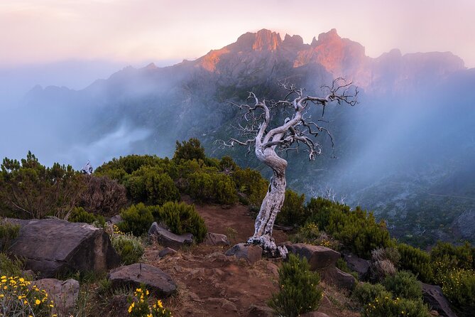 Full Day Madeira Island Tour - Open Roof - Fanal Forest in mist or sunlight