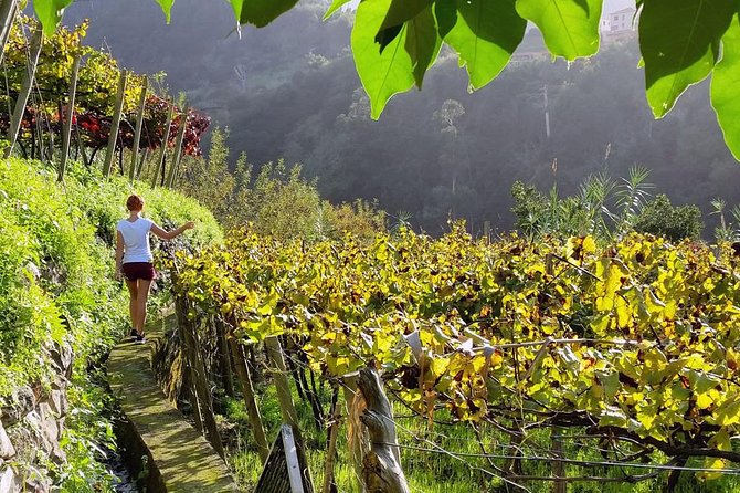 Full-Day Madeira Wine Tasting Tour with Lunch - São Vicente, where wine meets the north coast