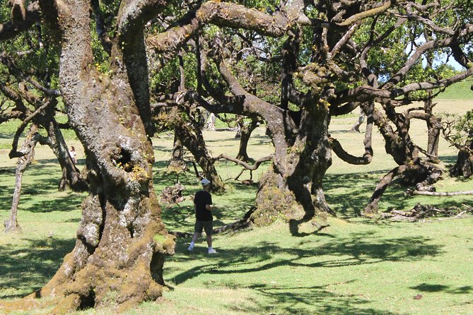 Full-Day Small Group Jeep Safari Tour from Funchal - What to bring and how to prepare