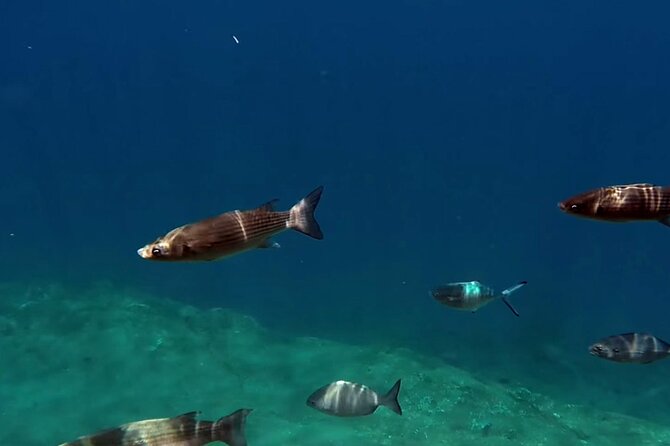 Full-Day Whales & The Princess Ring Islet (incl. Lunch) - Swimming and snorkeling inside Princess Ring