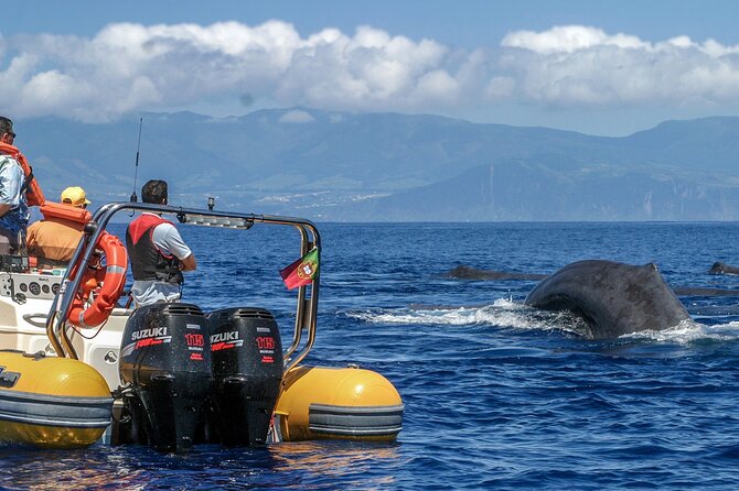 Full-Day Whales & The Princess Ring Islet (incl. Lunch) - Returning at 11:30 for lunch