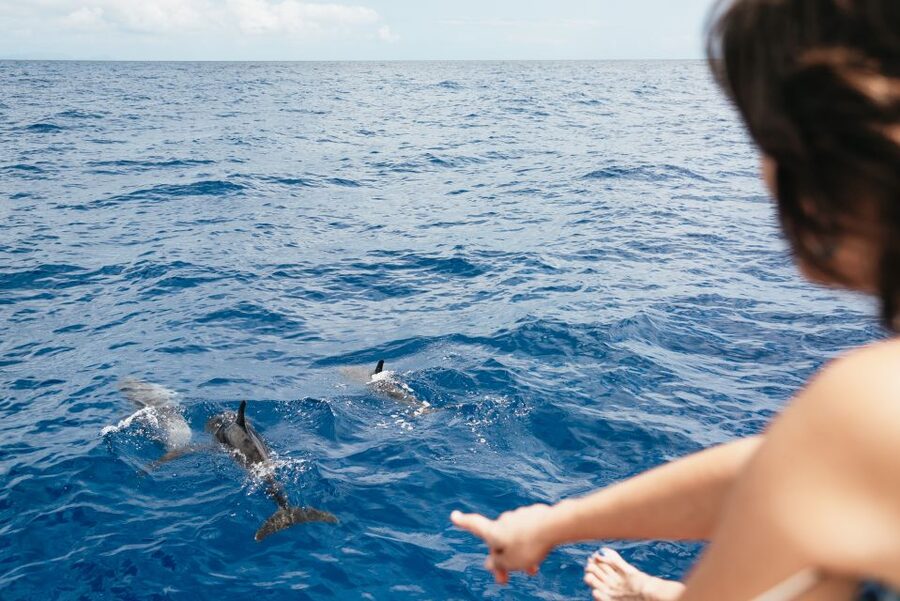 Funchal Bay: Dolphin & Whale Watch Luxury Catamaran Cruise - What the $47 price really gets you
