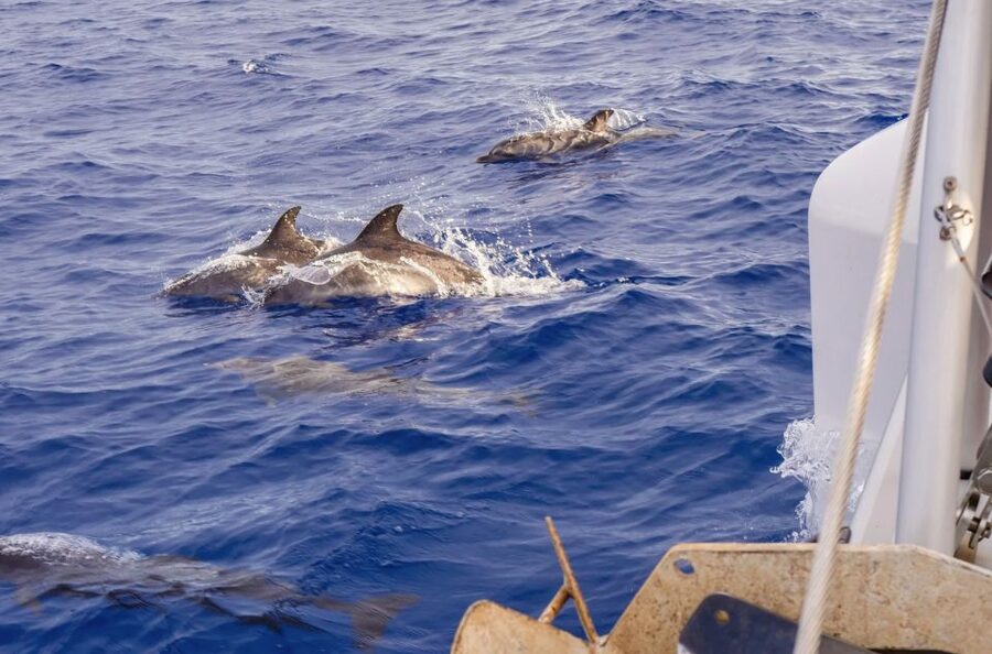 Funchal Bay: Dolphin & Whale Watch Luxury Catamaran Cruise - Practical tips for a smoother three hours