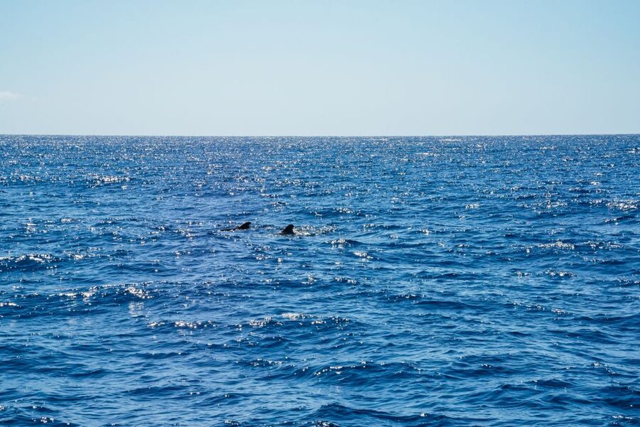 Funchal: Dolphin and Whale Watching by Luxury Catamaran - Why this Funchal catamaran trip works so well