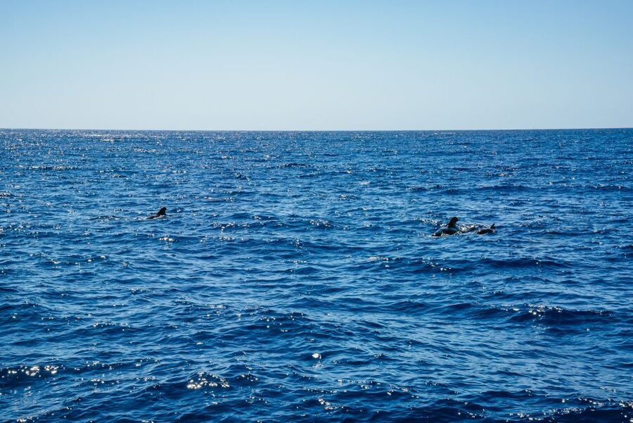 Funchal: Dolphin and Whale Watching by Luxury Catamaran - What the wildlife search is really like