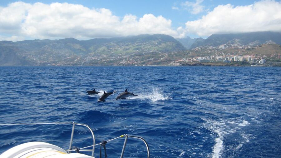 Funchal: Dolphin and Whale Watching Catamaran Cruise - A three-hour view of Madeira from the Atlantic
