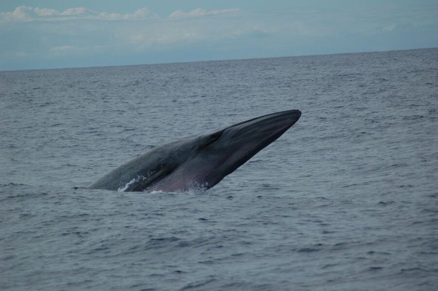 Funchal: Dolphin and Whale Watching Catamaran Cruise - Searching for dolphins, whales, and turtles
