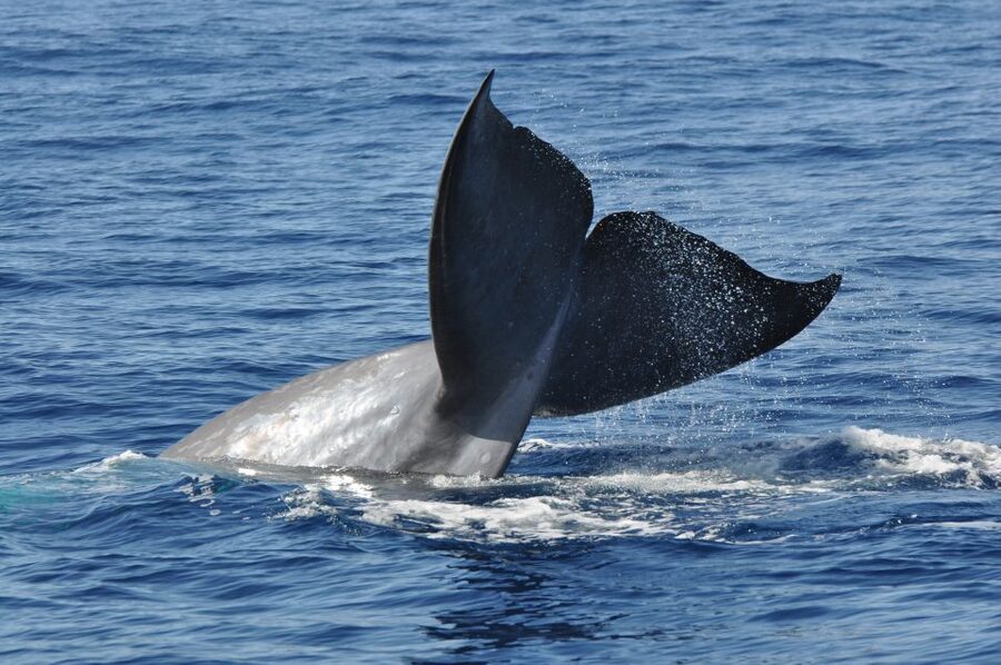 Funchal: Dolphin and Whale Watching Catamaran Cruise - Cabo Girão and the summer swim