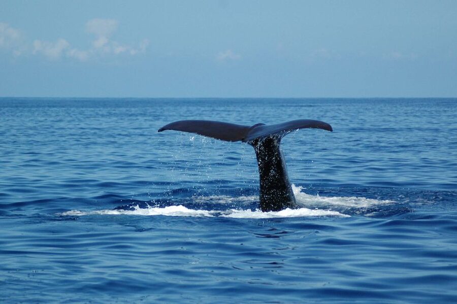 Funchal: Dolphin and Whale Watching Catamaran Cruise - Is $41 good value?