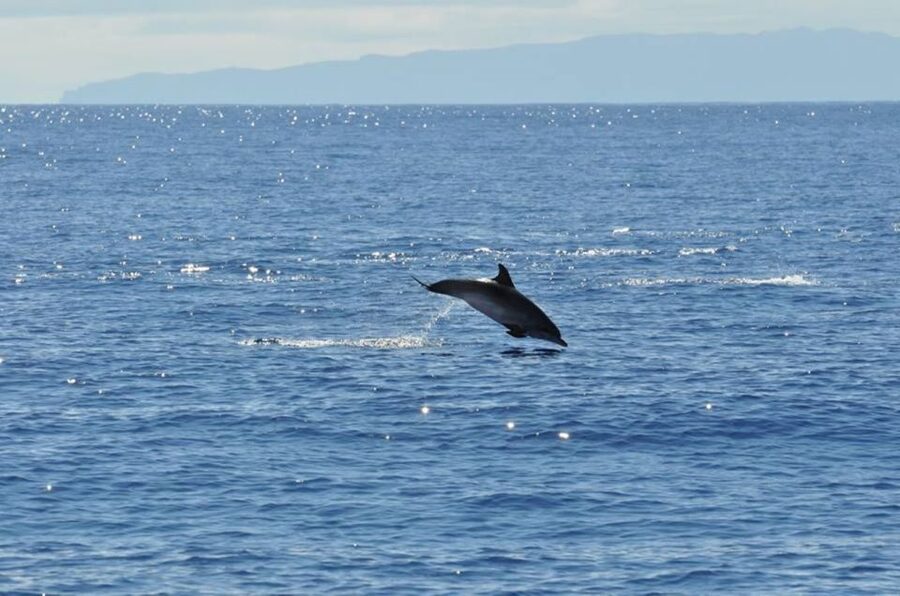 Funchal: Dolphin and Whale Watching Catamaran Cruise - Who should book this Madeira cruise?