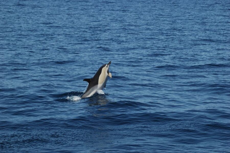 Funchal: Dolphin and Whale Watching Catamaran Cruise - Why the catamaran matters