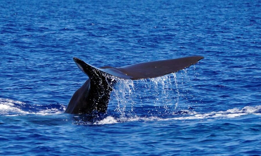 Funchal: Dolphin and Whale Watching Cruise - Practical booking advice