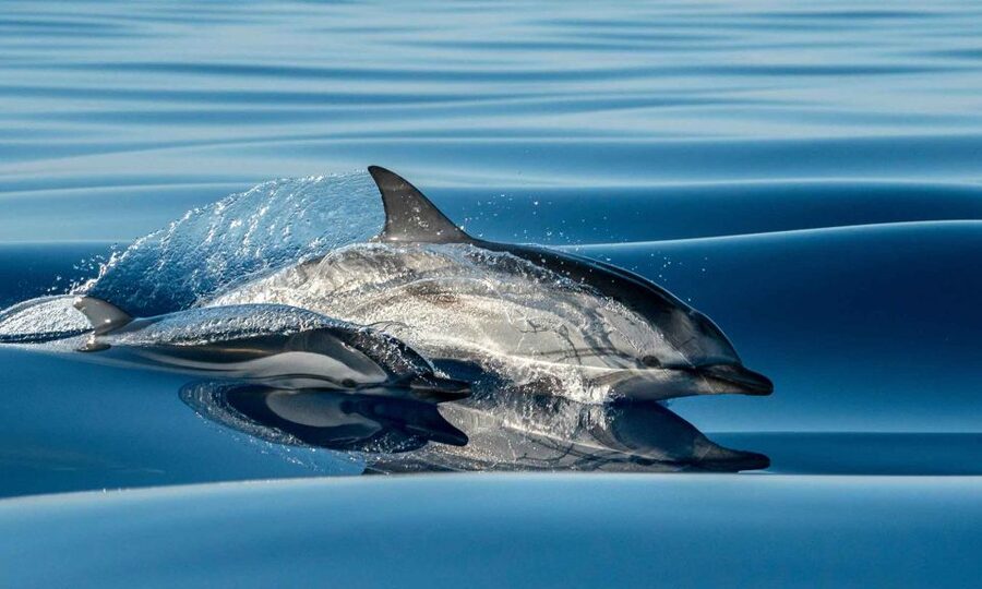 Funchal: Dolphin and Whale Watching Cruise - Setting out from Magic Dolphin in Funchal