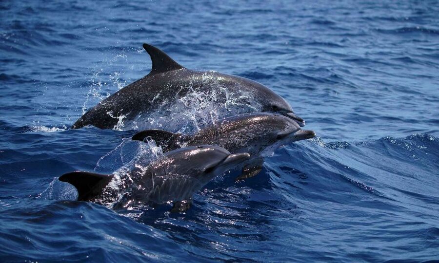Funchal: Dolphin and Whale Watching Cruise - The two-hour route offshore
