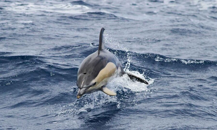 Funchal: Dolphin and Whale Watching Cruise - The guides add real value