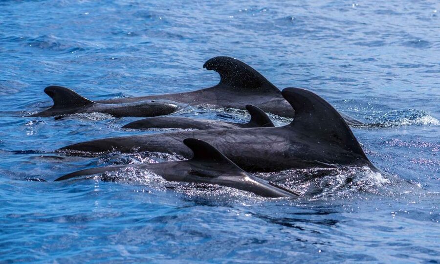 Funchal: Dolphin and Whale Watching Cruise - What $58 buys you