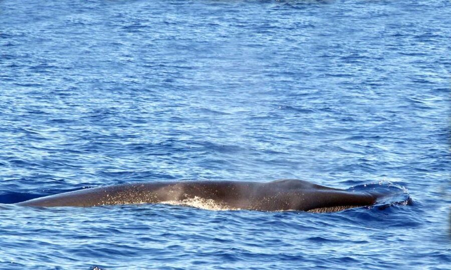 Funchal: Dolphin and Whale Watching Cruise - What to wear and bring