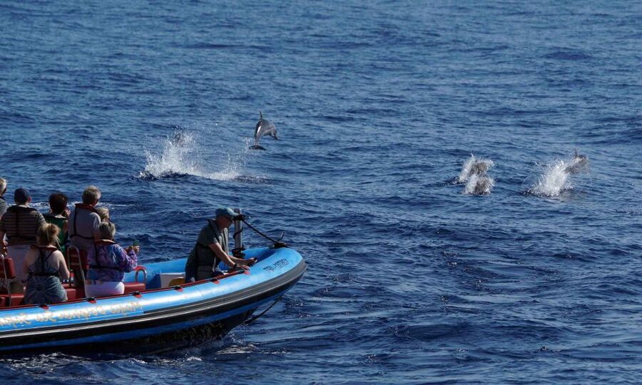 Funchal: Dolphin and Whale Watching Cruise - Who should choose this trip