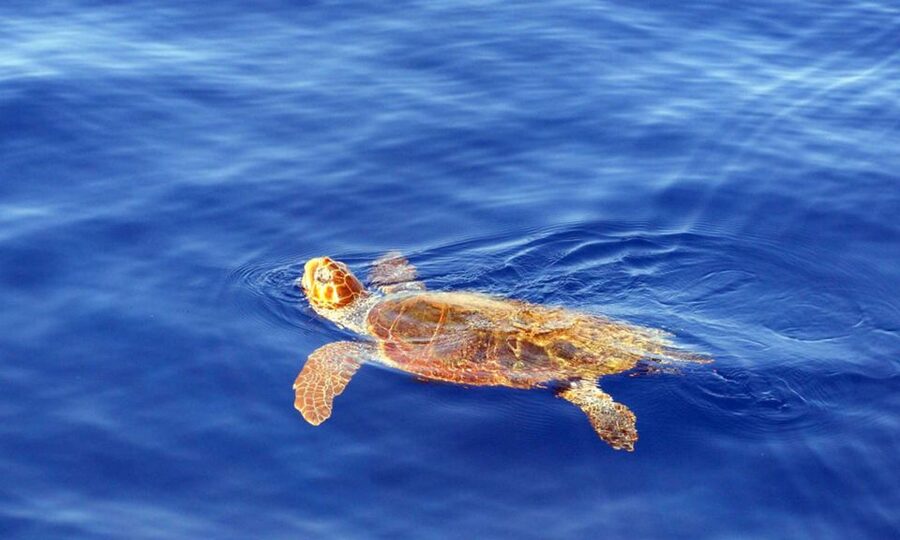 Funchal: Dolphin and Whale Watching Cruise - How it compares with a larger boat