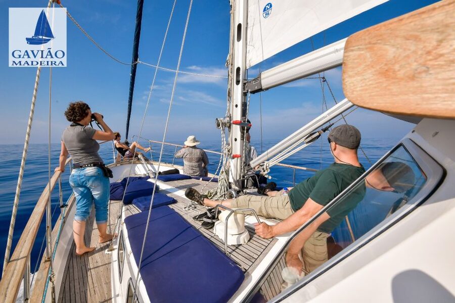 Funchal: Dolphin and Whale Watching Sailing Trip - Drinks, Conversation, and the Ride Home