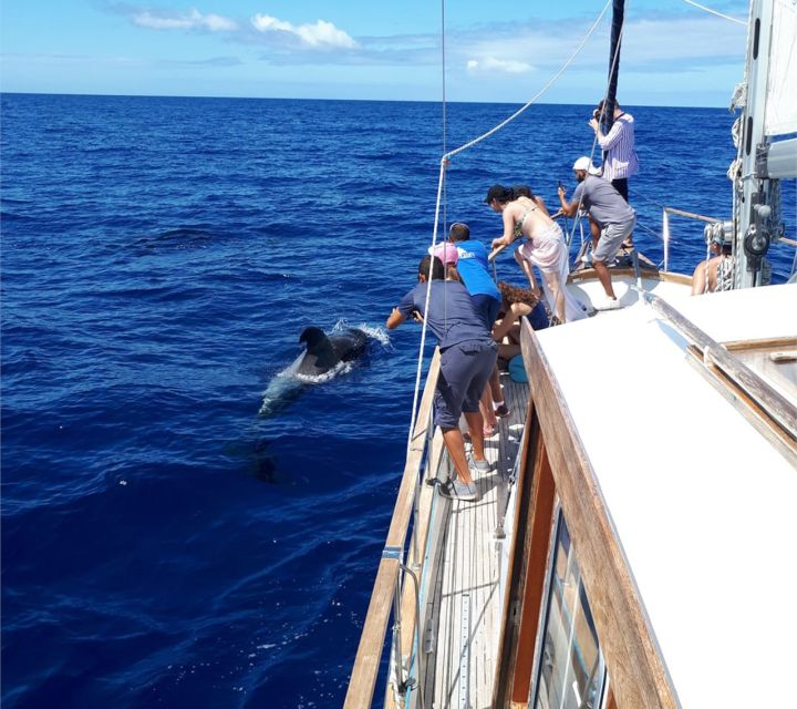 Funchal: Dolphin and Whale Watching Sailing Trip - What the $47 Price Includes
