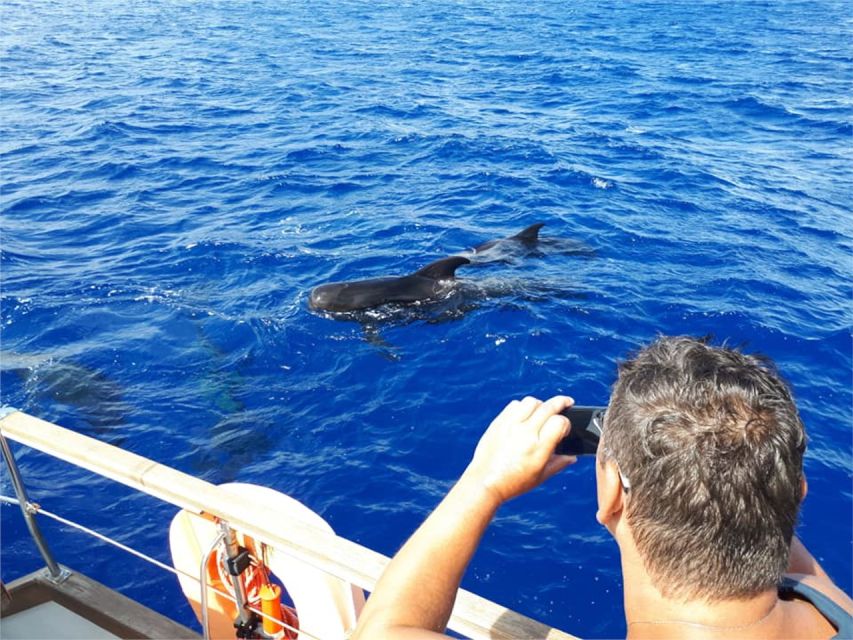 Funchal: Dolphin and Whale Watching Sailing Trip - Practical Tips for a Better Three Hours