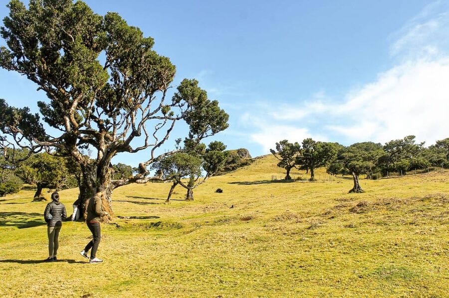 Funchal: Enchanted Terraces, Porto do Moniz & Fanal 4WD Tour - Walking through Fanal Forest